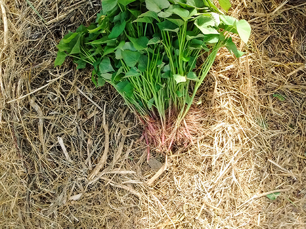 growing-sweet-potato-slips-for-sale-or-production